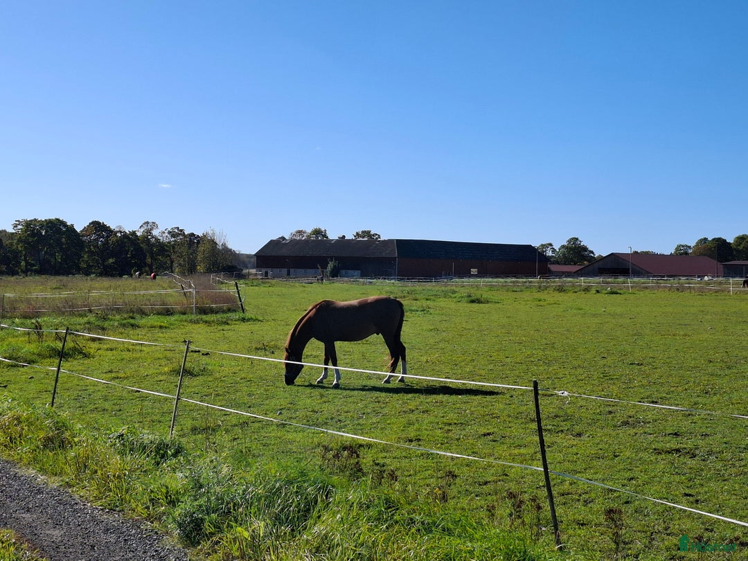  stallplats finnes: Lediga boxar nära Arlanda i Arlandastad - Annons 9