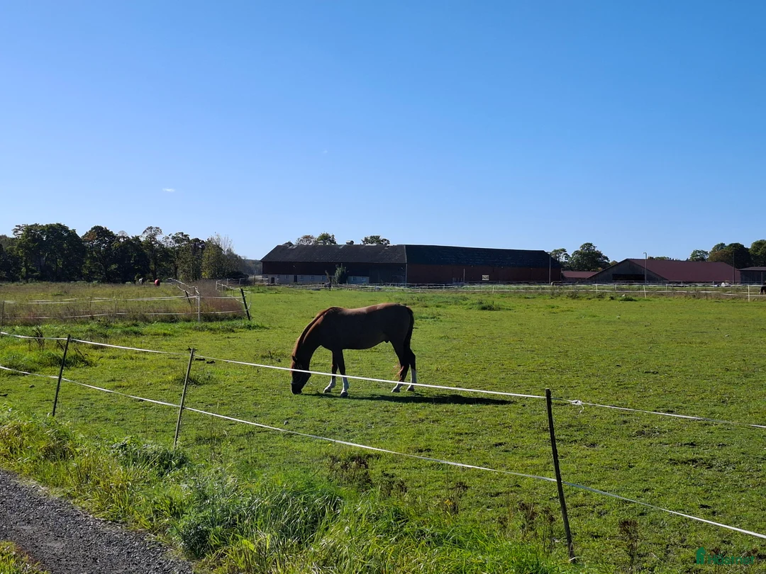  stallplats finnes: Lediga boxar nära Arlanda i Arlandastad - Annons 9