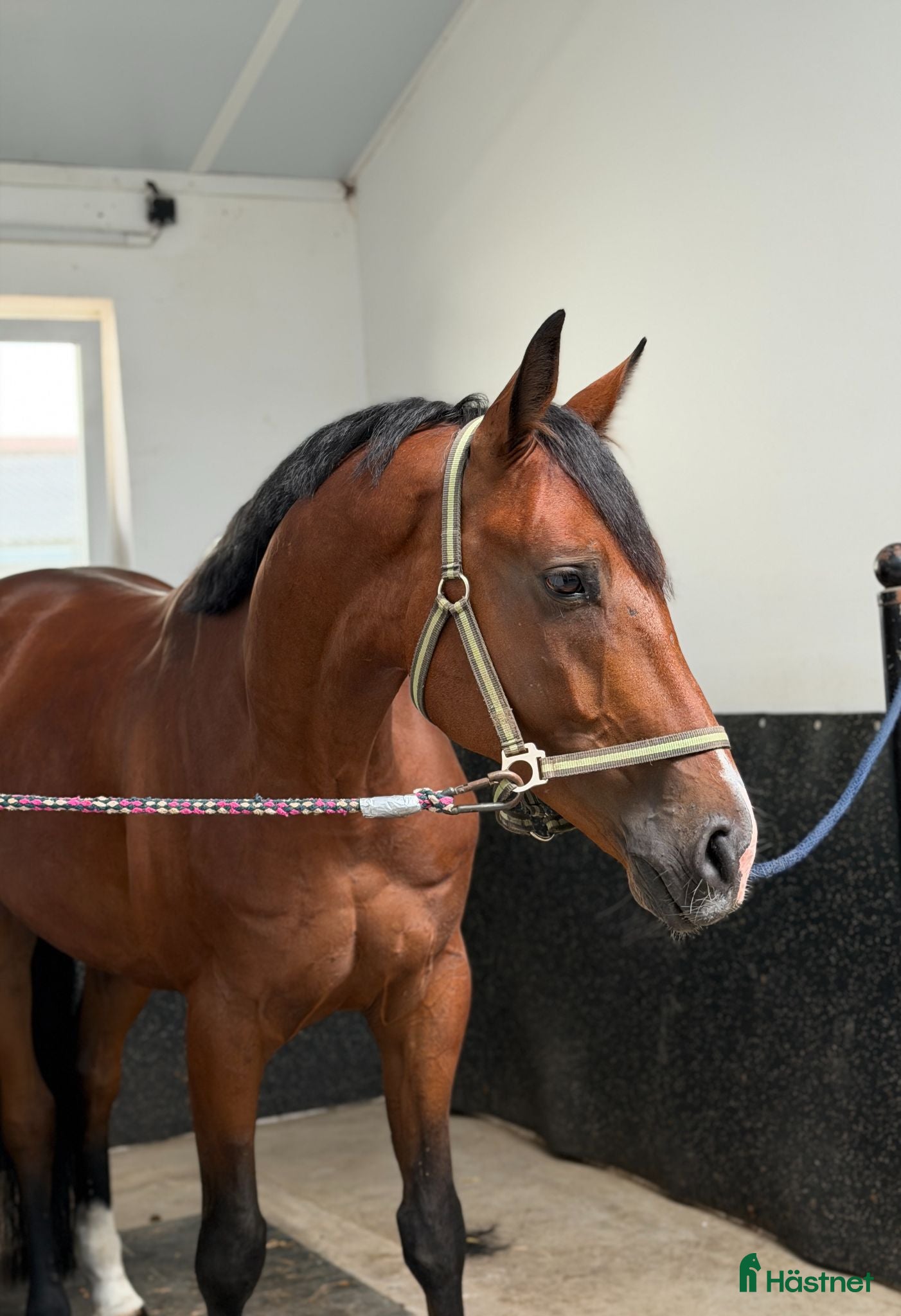 hästar A true diamond exeptionaly easy to ride! - Annons 1