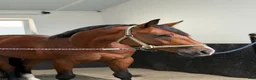 Allround hästar till salu: A true diamond exeptionaly easy to ride! - Annons 3