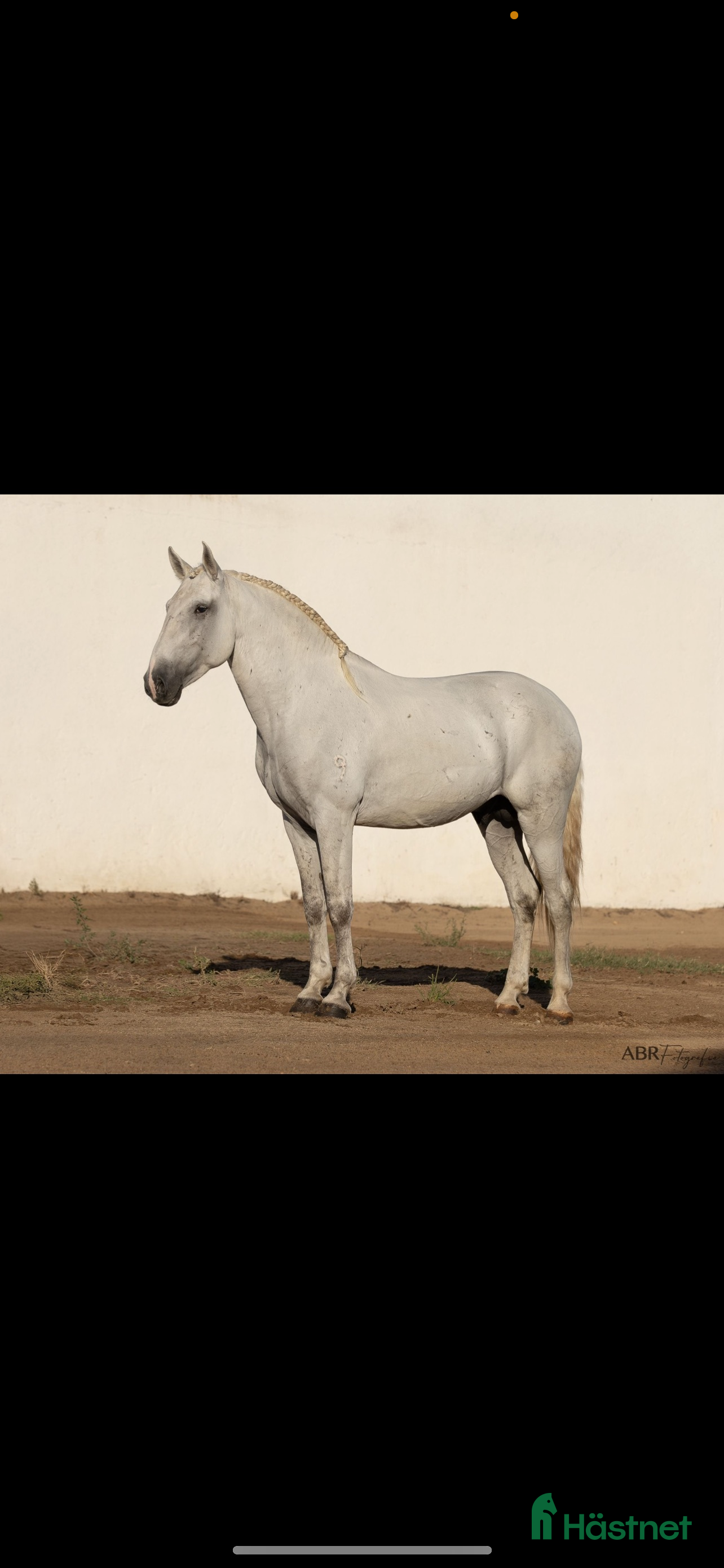 Dressyr hästar till salu: Fantastisk Lusitano  - Annons 2