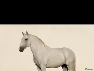 Dressyr hästar till salu: Fantastisk Lusitano - Annons 2