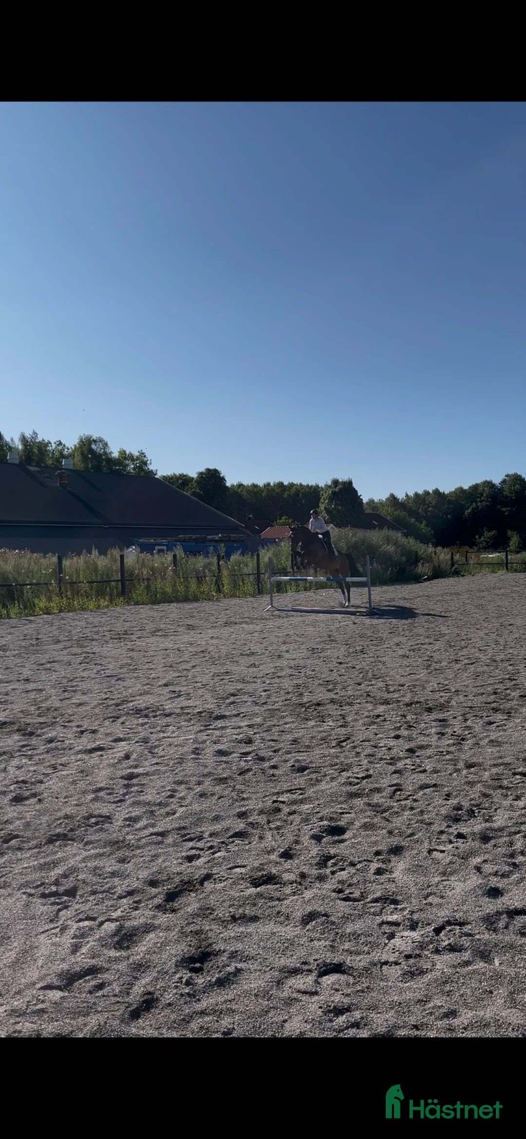 Allround hästar till salu: Allround hest selges i Tønsberg - Annons 2
