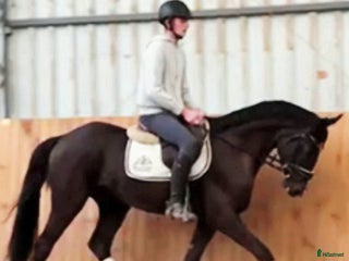 hästar Top prospect you are looking for-dressage/jumping - Annons 5