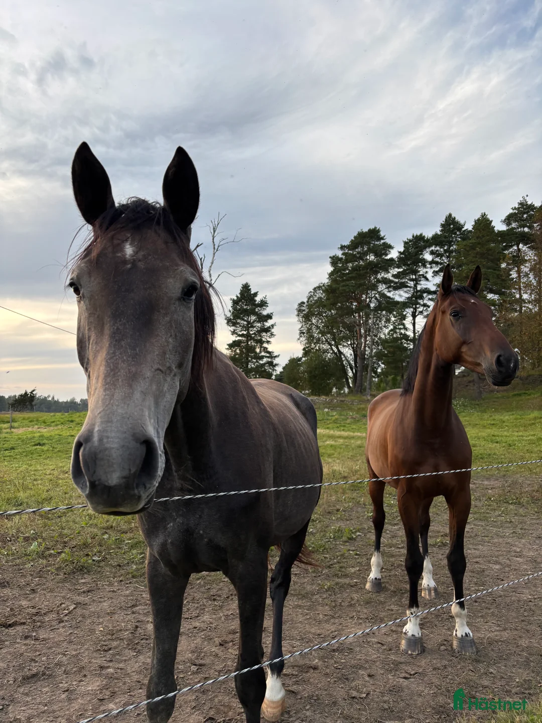 Hoppning hästar till salu: Känsligt och godhjärtat sto - Annons 5