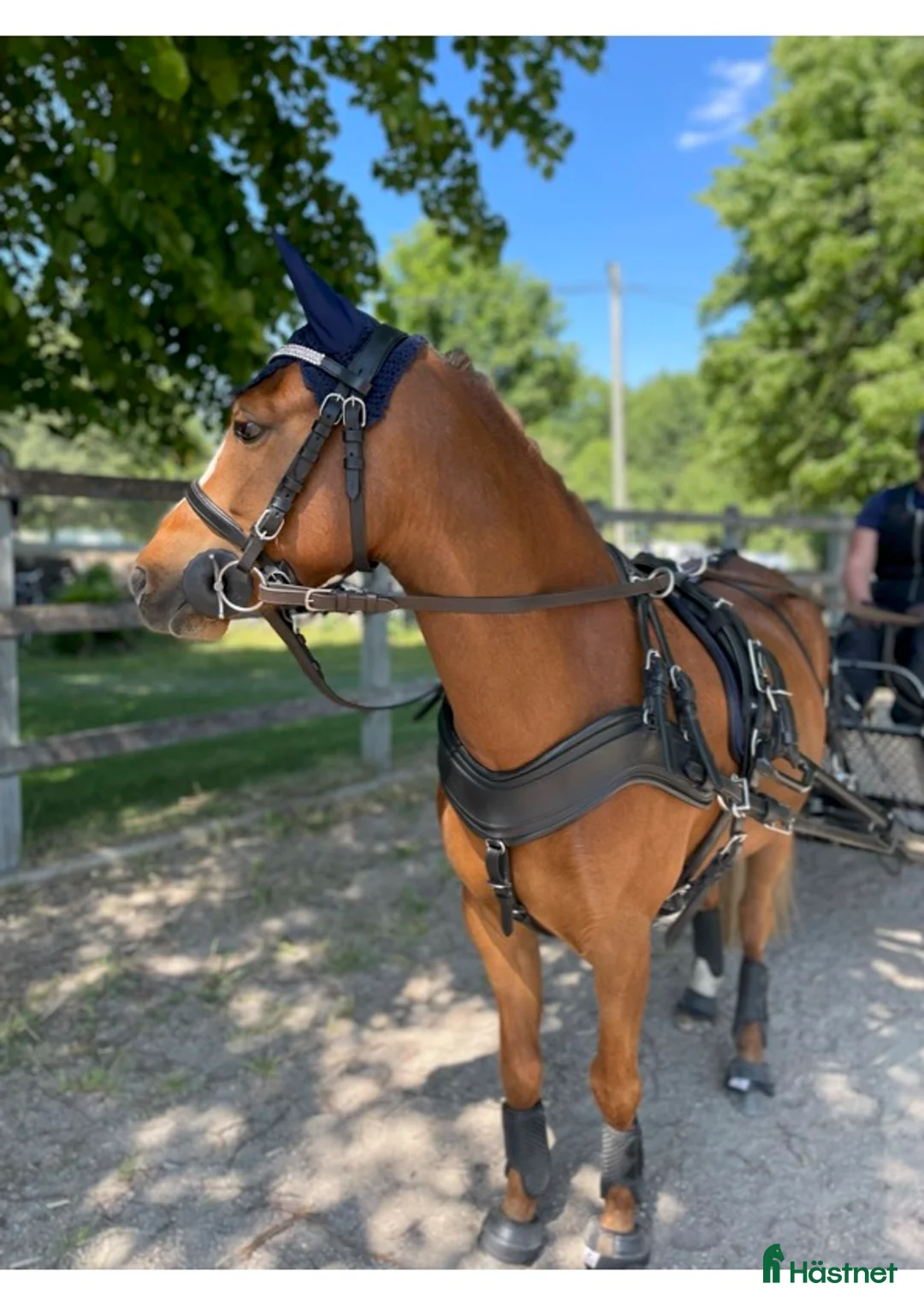  foderhäst finnes: B-ponny söker fodervärd i Sala - Annons 3