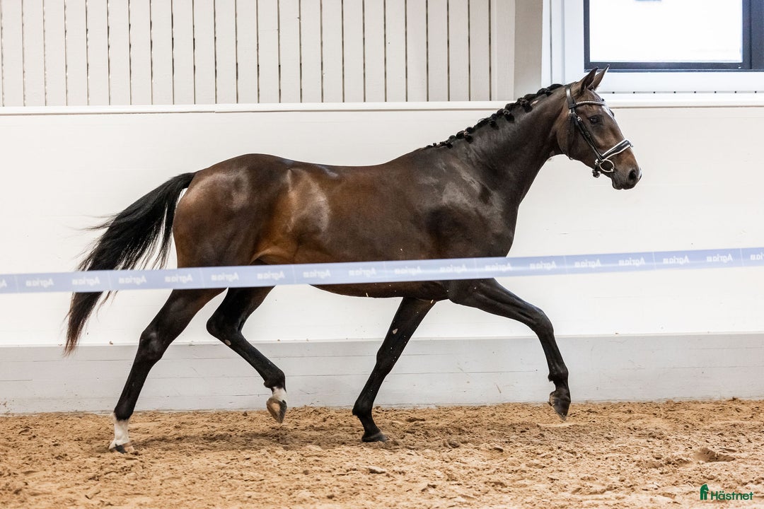 Dressyr hästar till salu: Sto med kapacitet för stora klasser i Eskilstuna - Annons 2