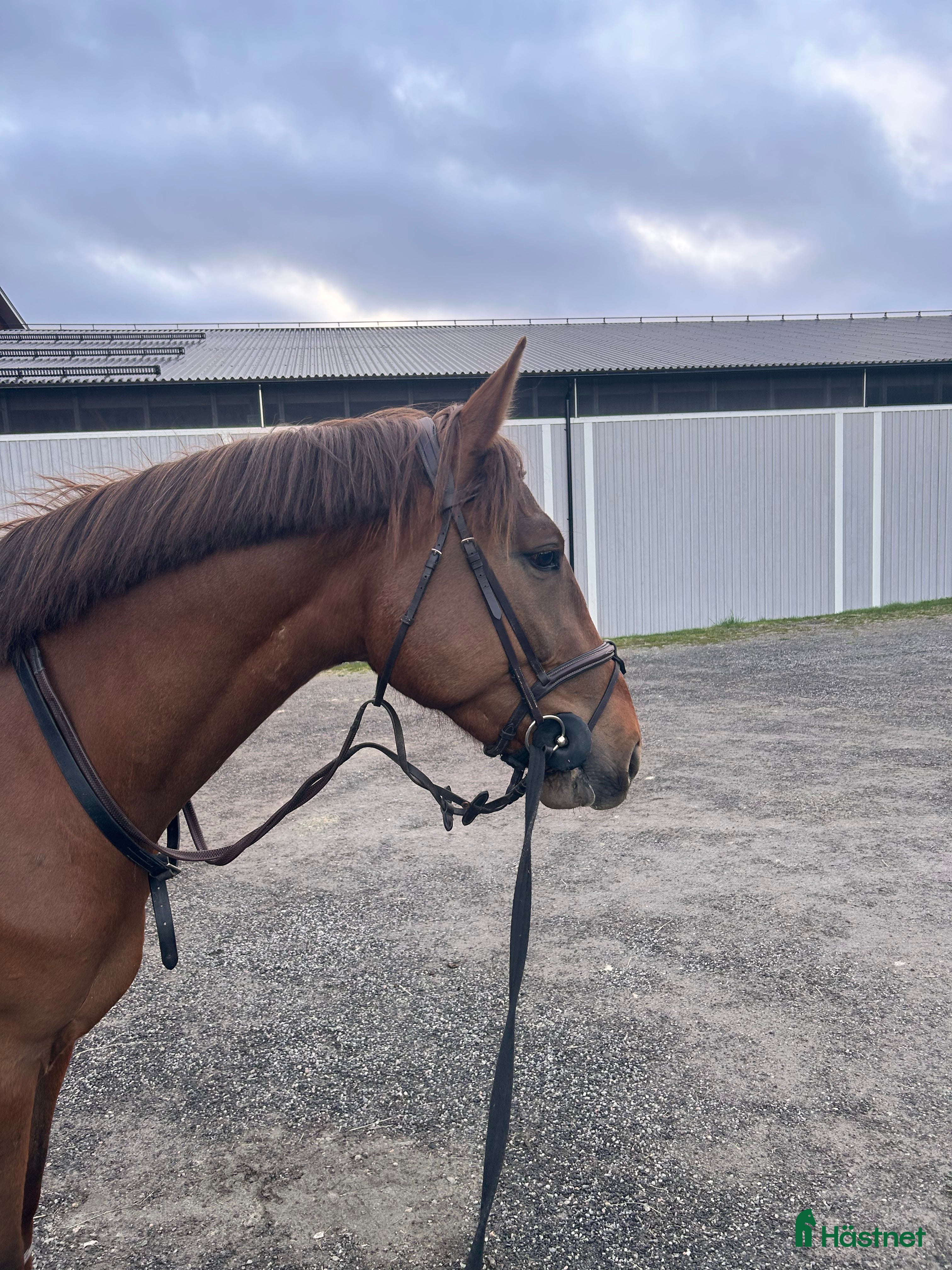  hästar Cool kille i Härnösand - Annons 19