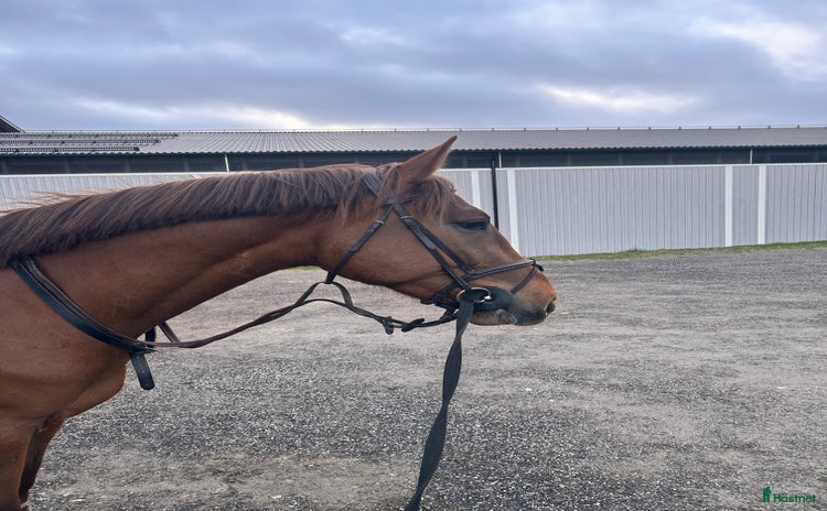 hästar i Härnösand - Annons 9