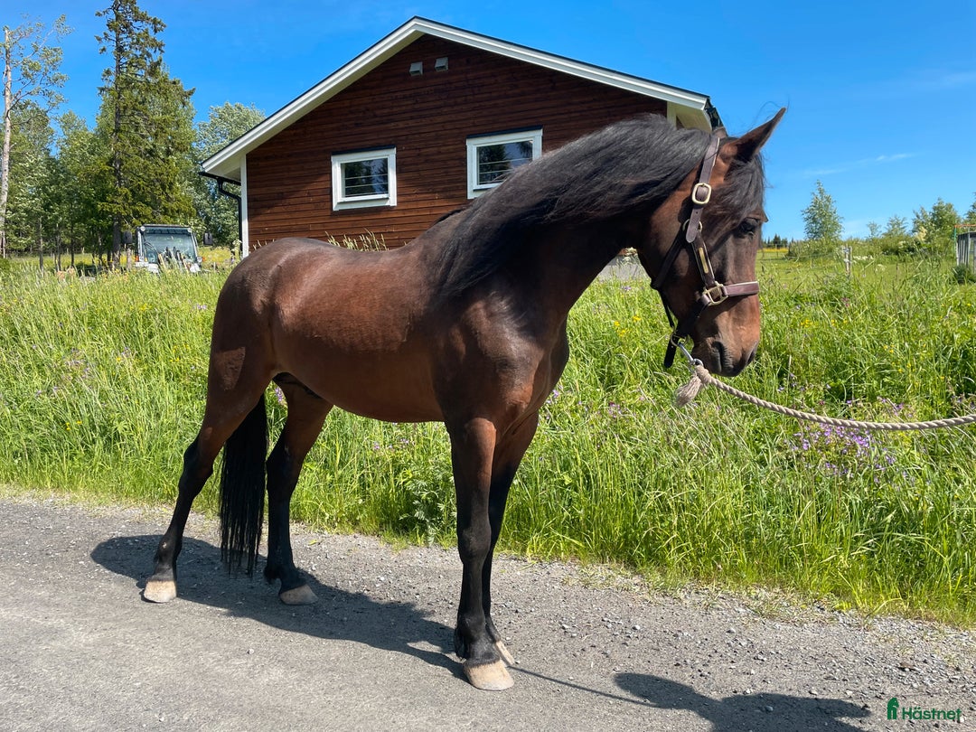 Allround hästar till salu: Nytt Pris!! Ståtlig 3-årig Kigermustangvalack i Offerdal - Bild 5
