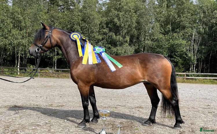  hästar i Bjästa - Annons 2