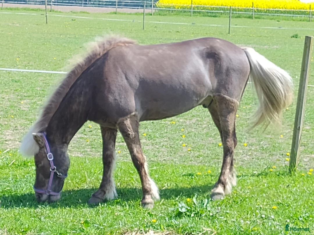 Island hästar till salu: Finaste Gandalf  i Kävlinge - Annons 2