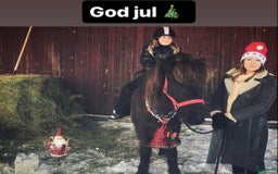 Allround hästar till salu: Islands valack  i Äppelbo - Annons 2