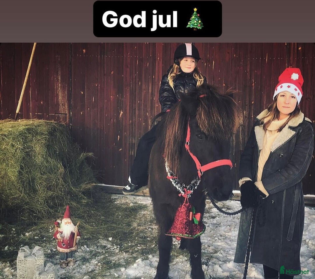 Allround hästar till salu: Islands valack  i Äppelbo - Annons 2