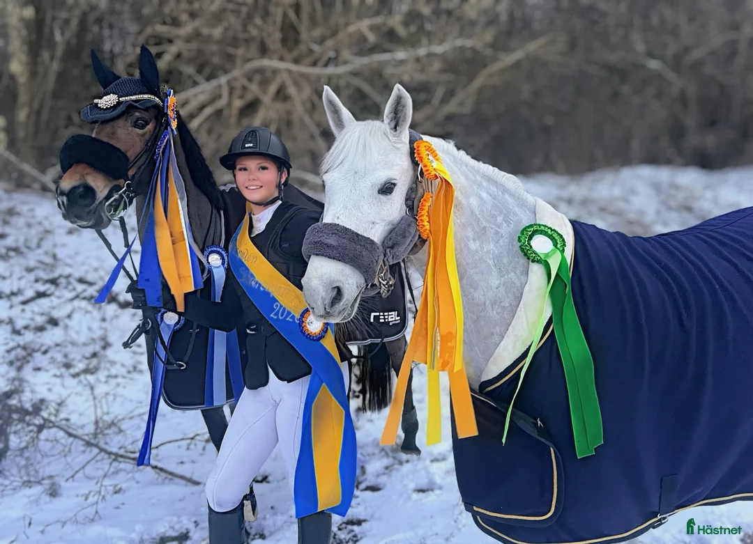 Hoppning hästar till salu: 🌟 Drömponny för de högsta klasserna 🌟 - Annons 2