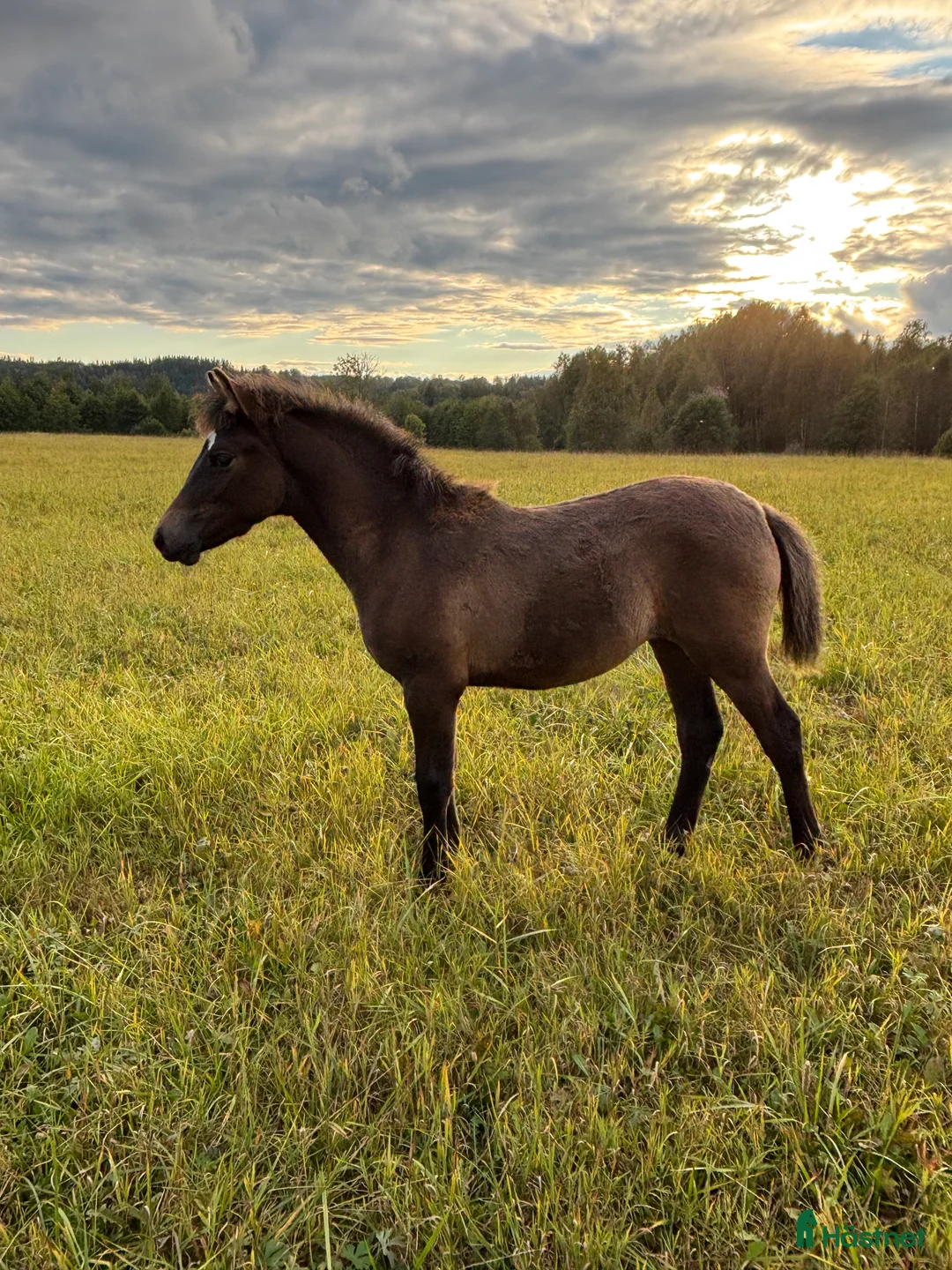 Allround hästar till salu: Svensk Ridponny 8 mån. i Björköby - Annons 2