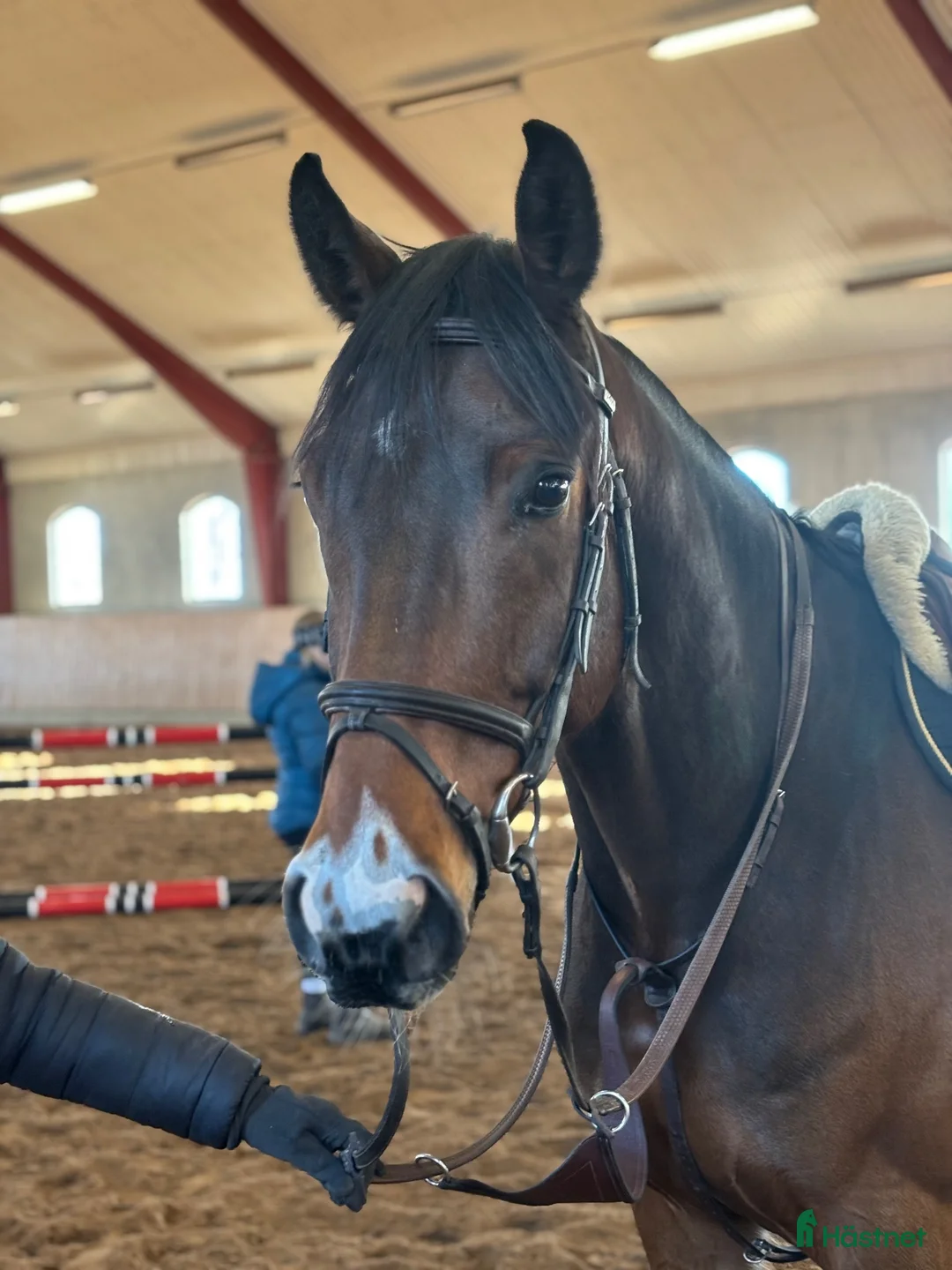 Hoppning hästar till salu: Snygg valack  i Falköping - Annons 1