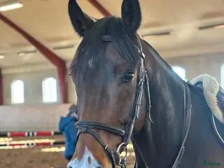 hästar Snygg valack - Annons 5
