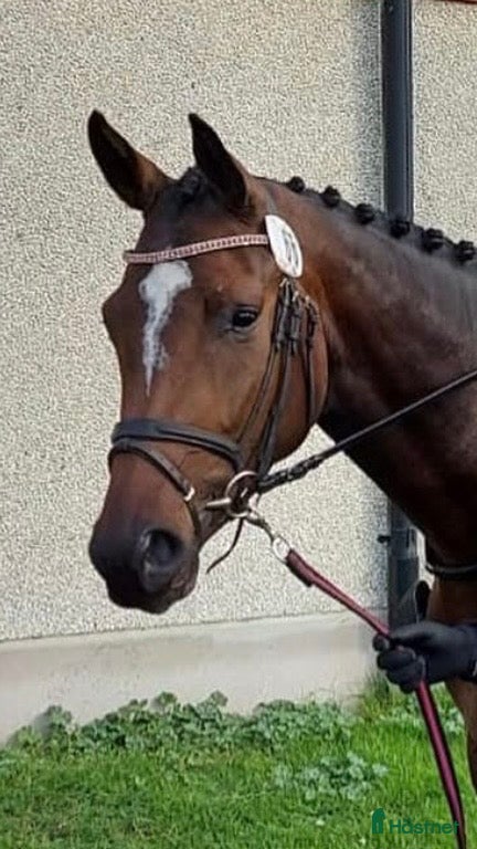 Fälttävlan hästar till salu: Ädelt sto för fälttävlan - Annons 1