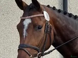 hästar Ädelt sto för fälttävlan - Annons 1