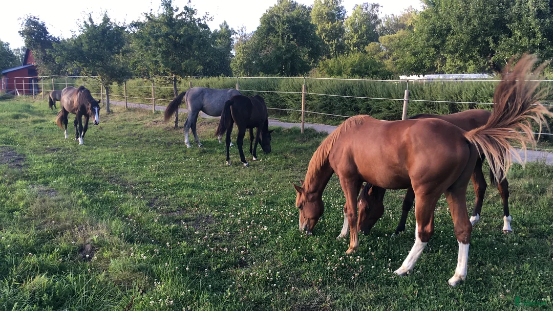  stallplats finnes: Lösdrift Unghingst Valack Sto Norrköping 2500:-  i Norrköping - Annons 4