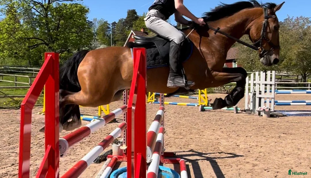 Allround hästar till salu: Äldre läromästare - Annons 7