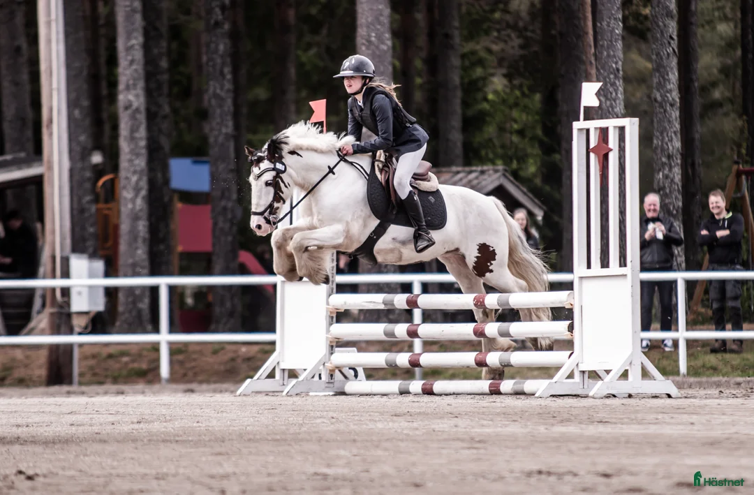 Allround hästar till salu: B ponny med kapacitet  i Sundsvall - Annons 3