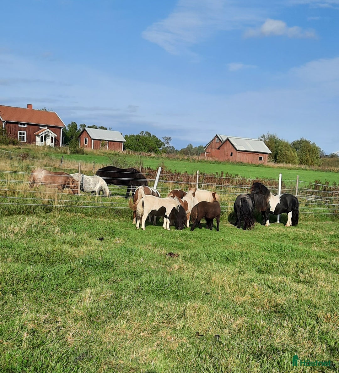 Utställning hästar till salu: Shetlands sto i Odensbacken - Annons 2