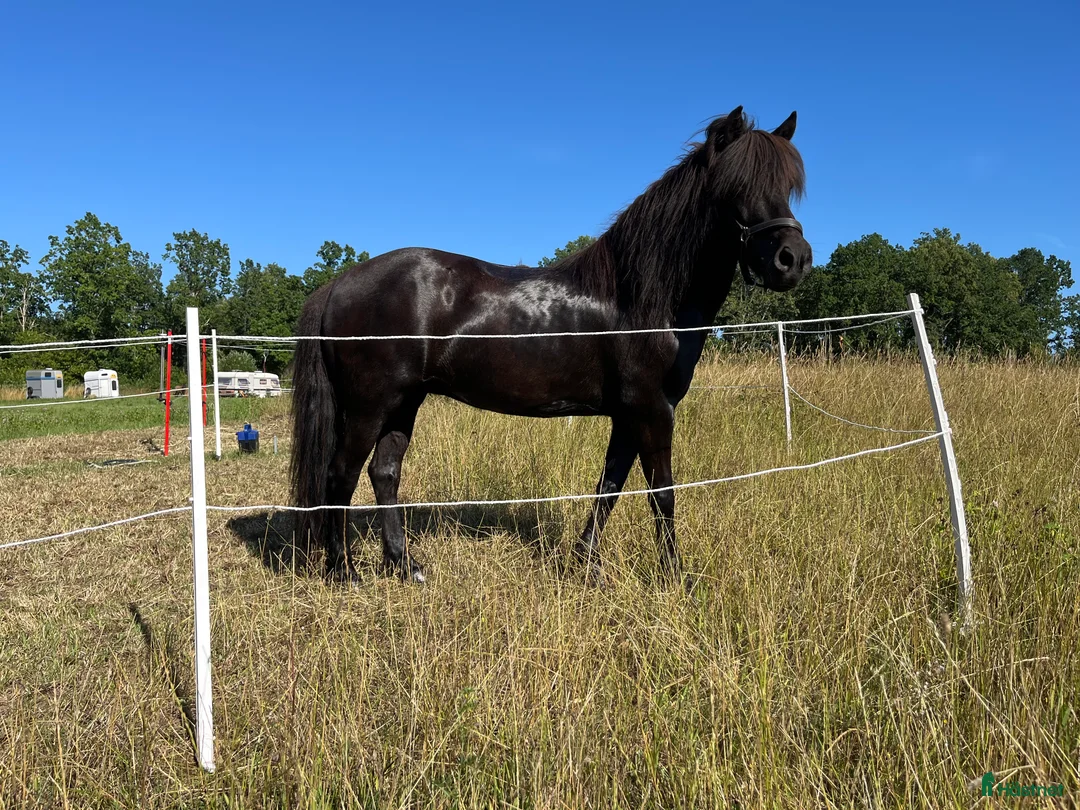 Island hästar till salu: Fina Sunna letar nytt  i Bromölla - Annons 5