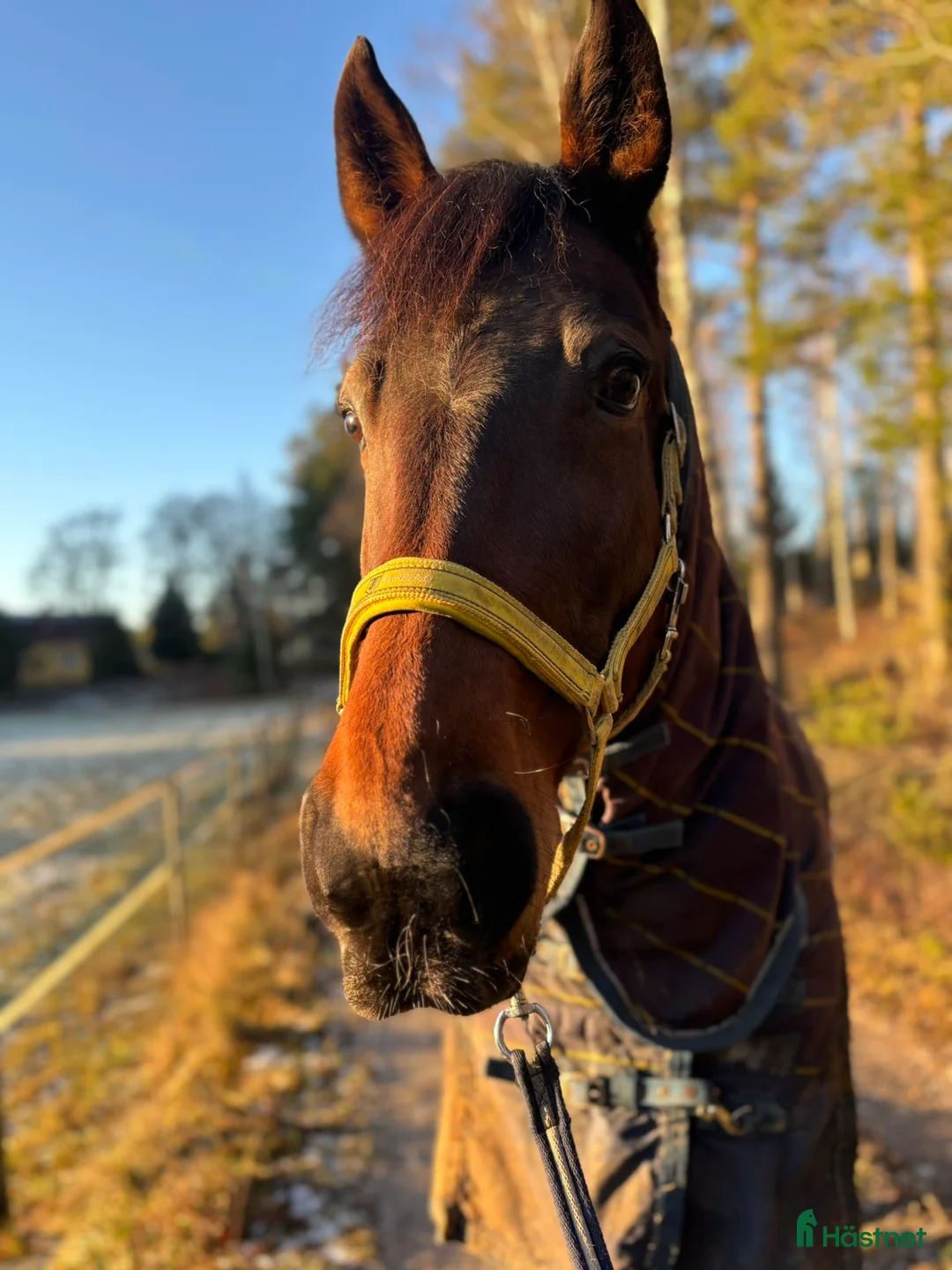 Allround hästar till salu: Snäll pigg   ridtravare i Nyköping - Annons 2