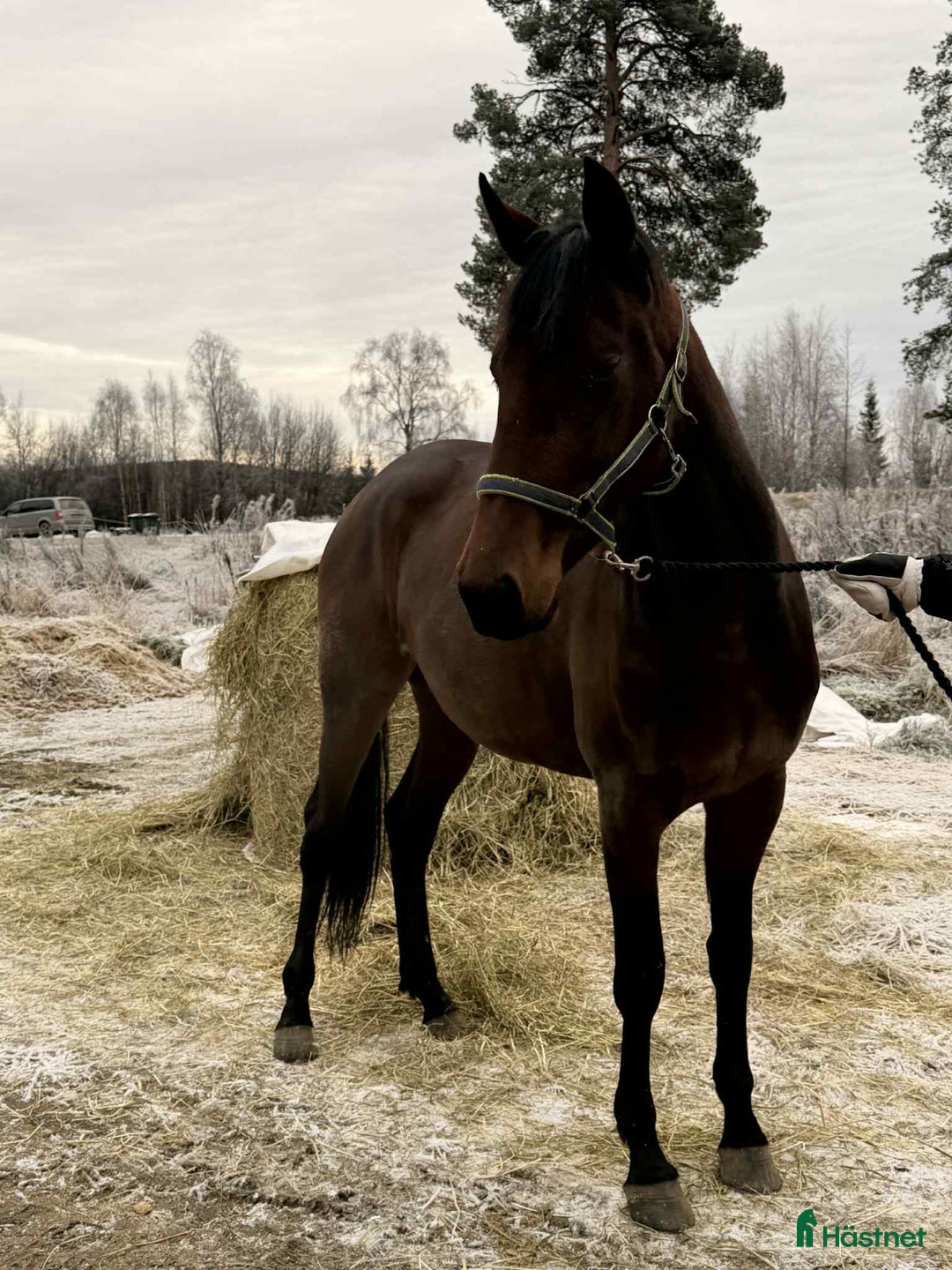 Trav hästar till salu: 2 st 2-åringar i Bygdeå - Annons 2