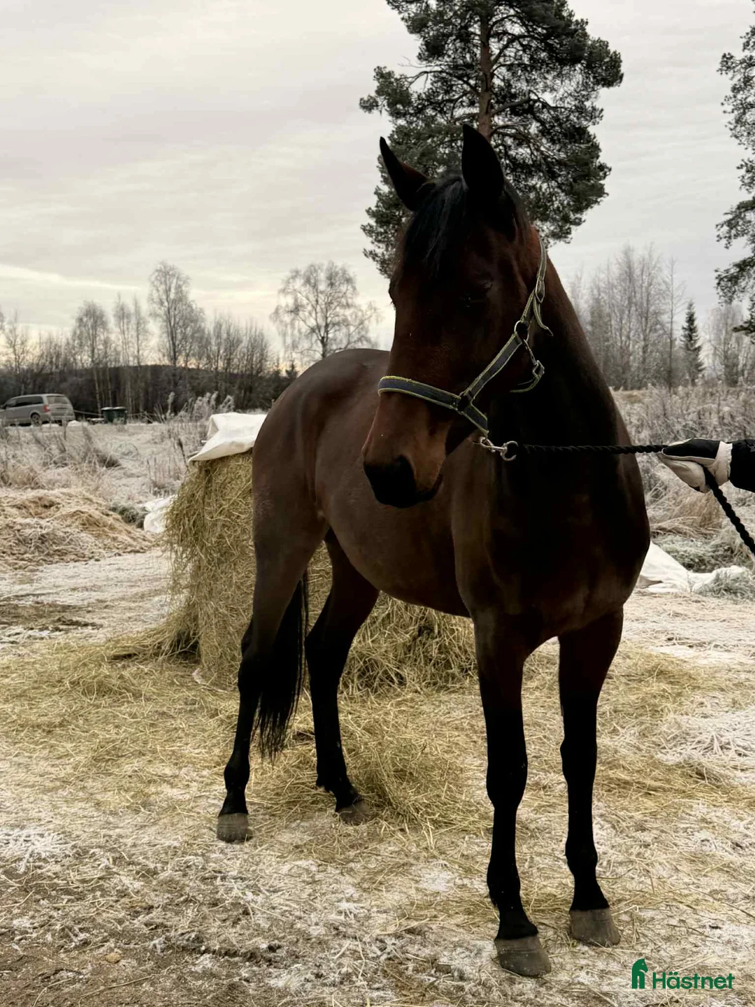 Trav hästar till salu: 2 st 2-åringar i Bygdeå - Annons 2