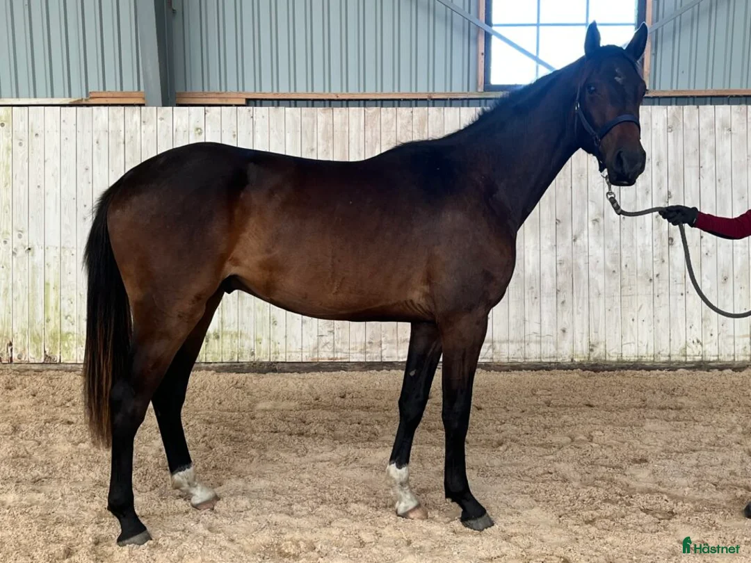 Dressyr hästar till salu: Ädel 2 åring med bra psyke i Skurup - Annons 2