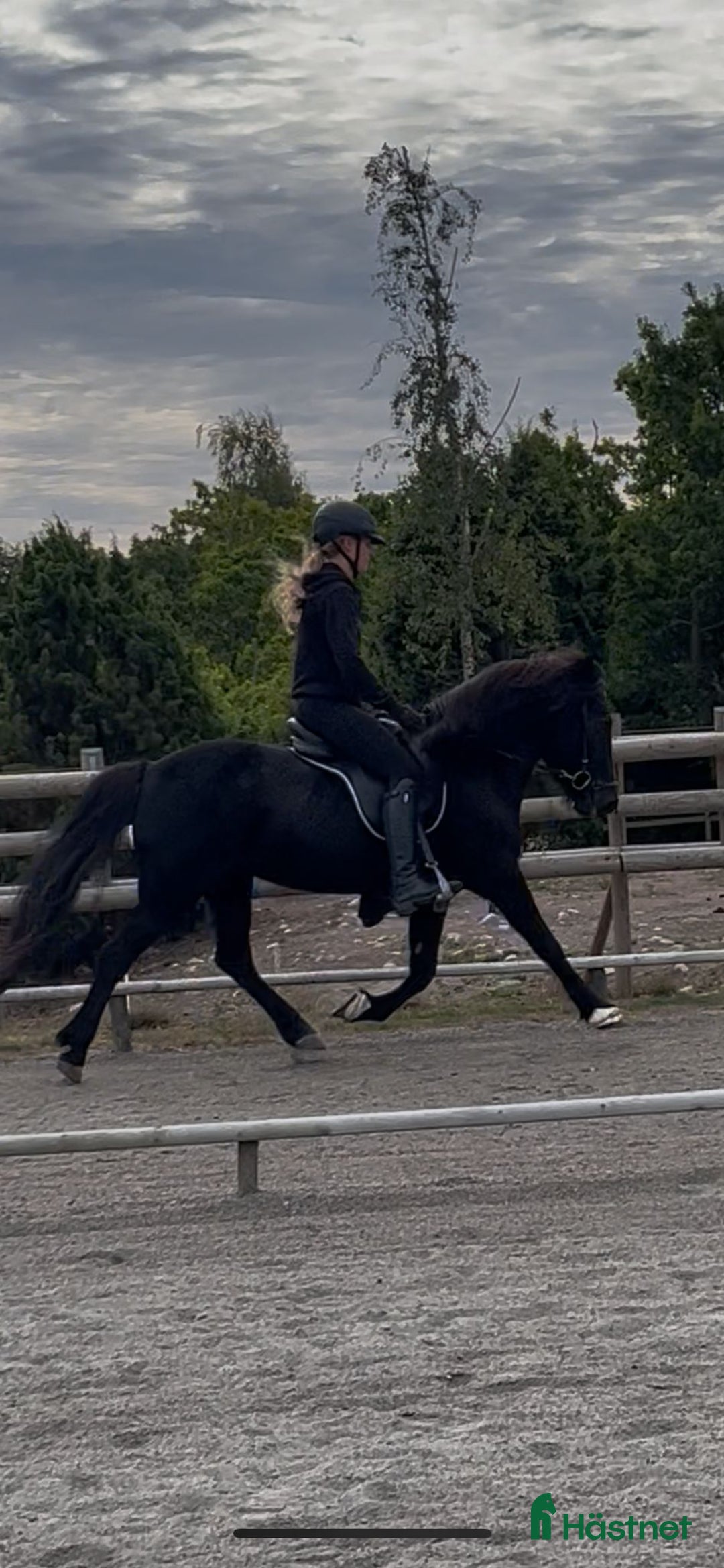 Island hästar till salu: Fina Sunna letar nytt  i Bromölla - Annons 2