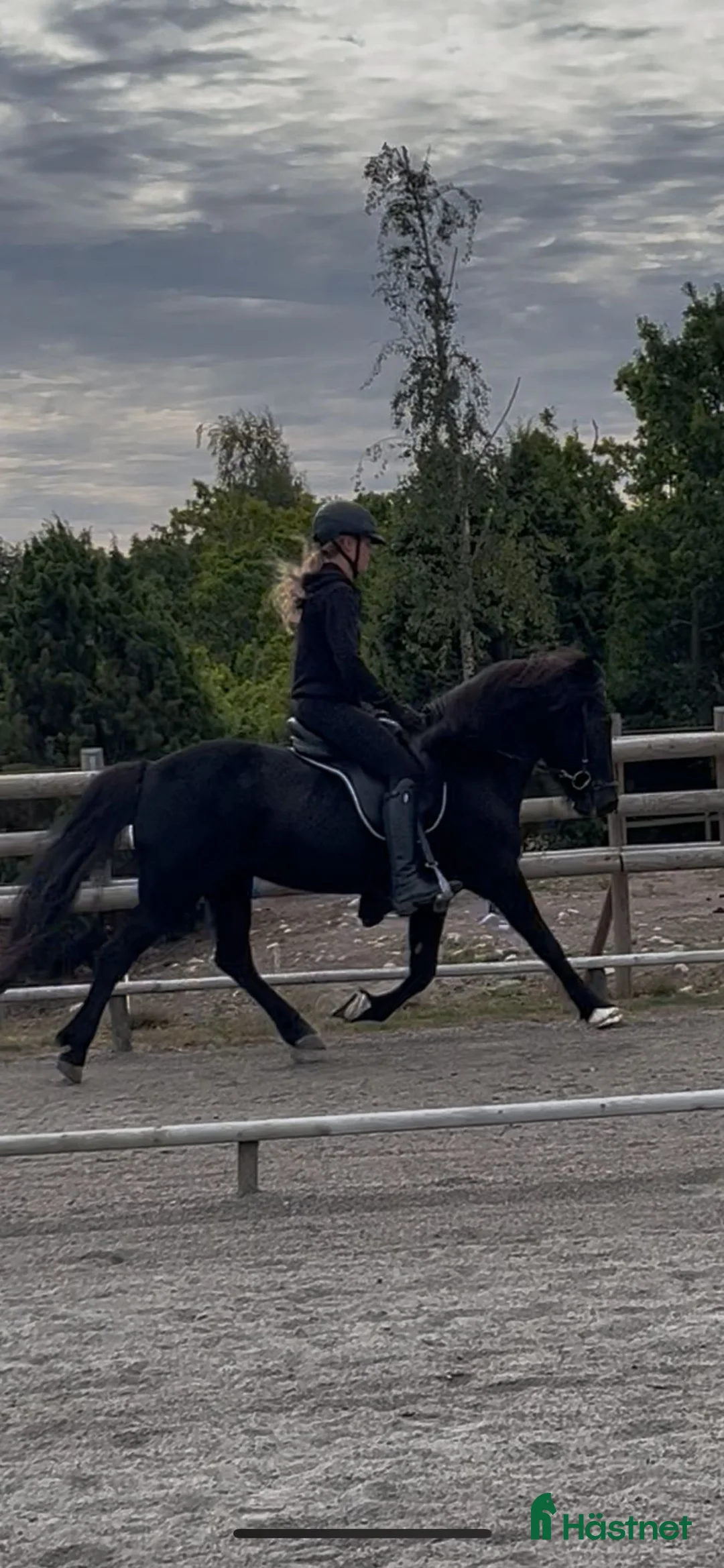 Island hästar till salu: Fina Sunna letar nytt  i Bromölla - Annons 2