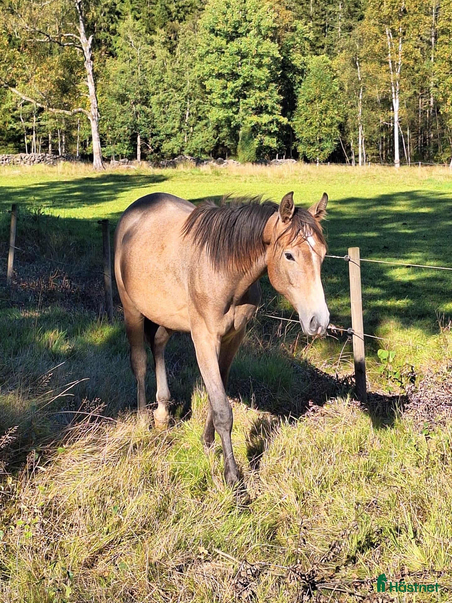 hästar Vacker ettåring med intressant stam - Annons 2