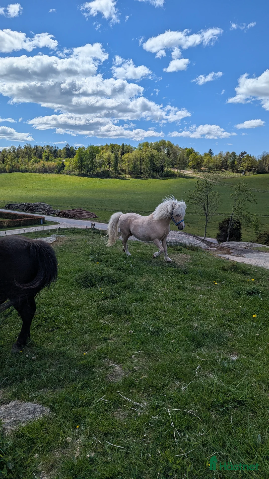 Sällskap hästar till salu: Amerikansk Miniatyr  - Annons 3