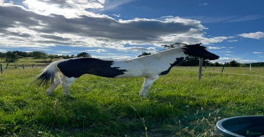  hästar i Nyköping - Annons 1