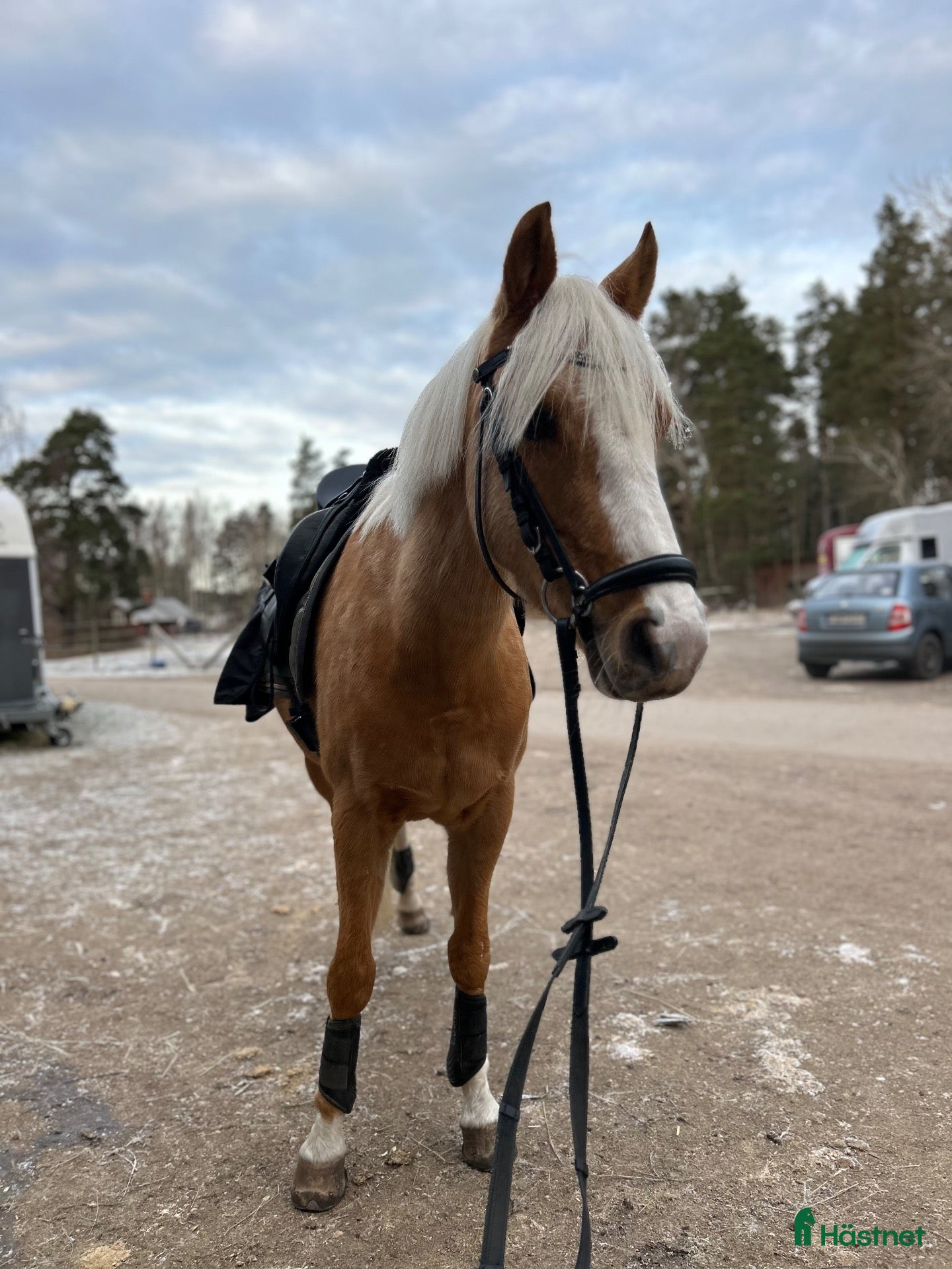  hästar RESERVERAD! Söt C-ponny - Annons 1