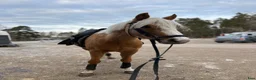 Dressyr hästar till salu: RESERVERAD! Söt C-ponny - Annons 1