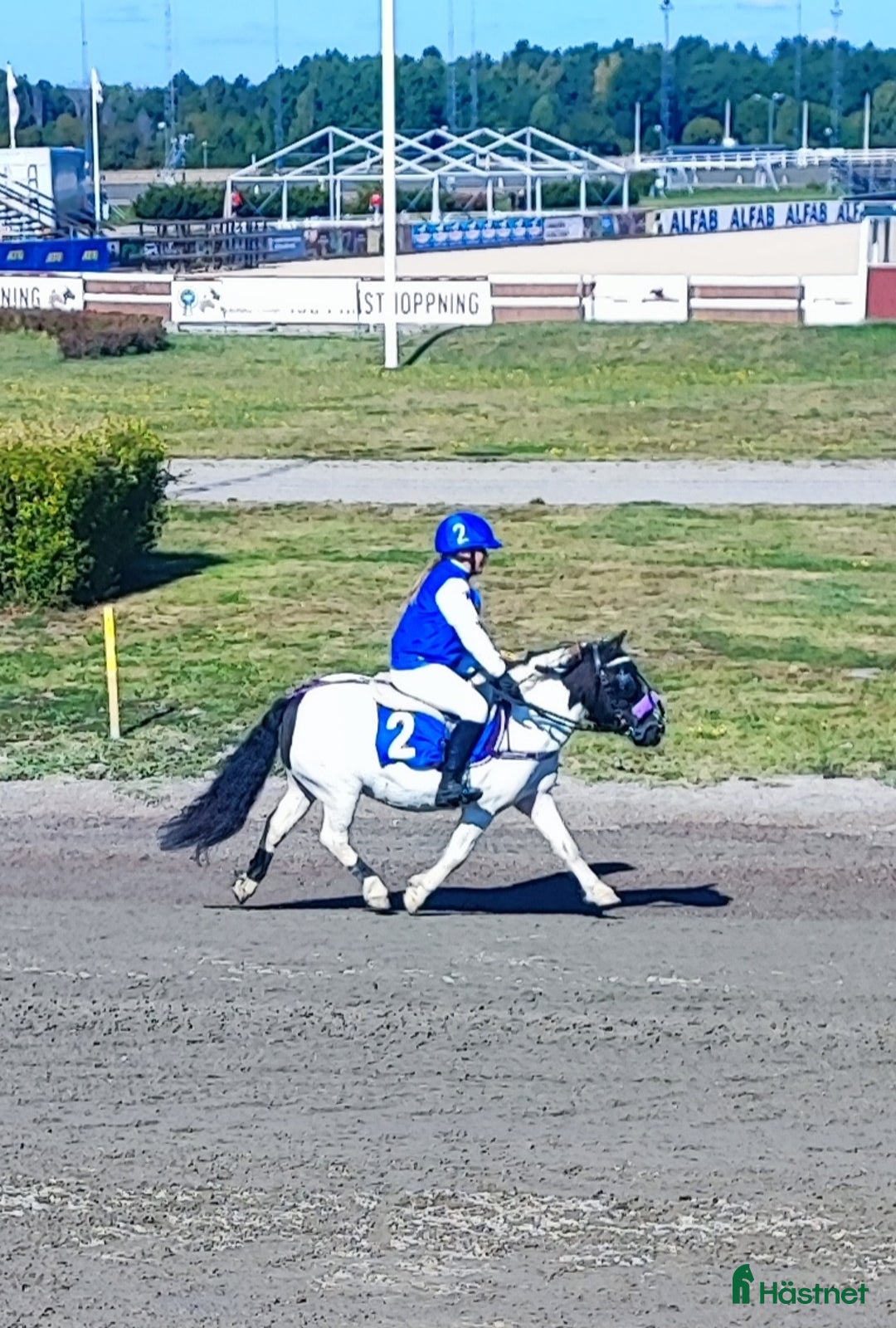 Trav hästar till salu: Fin ponnytravare som syns i mängden  i Falun - Annons 8