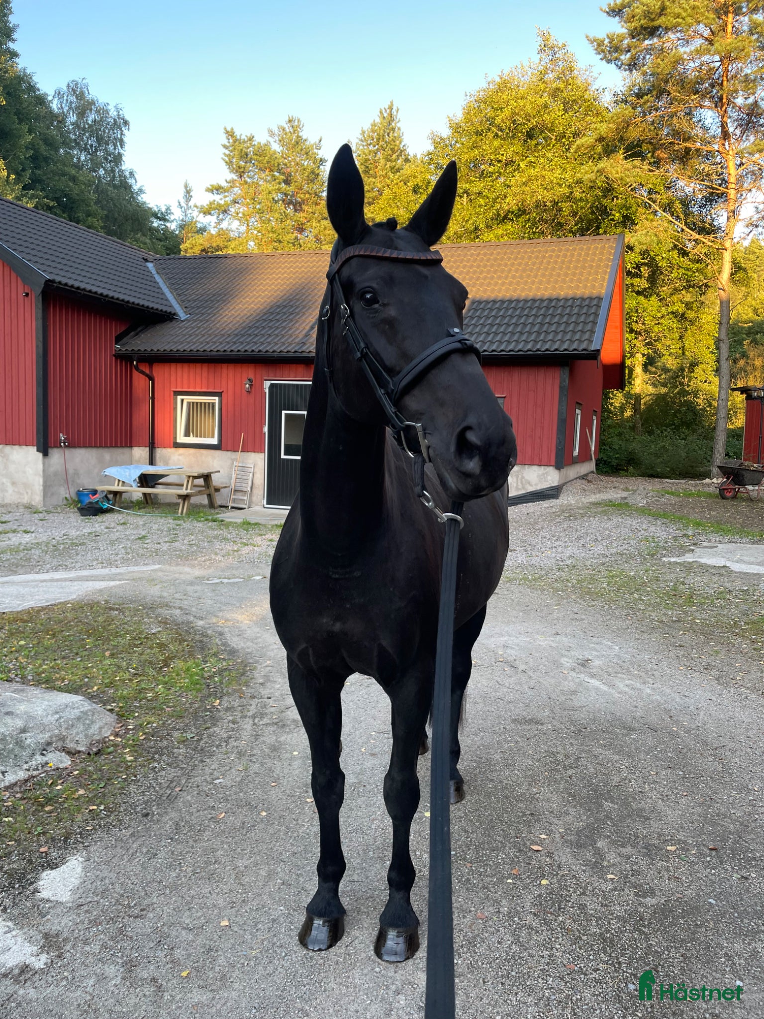  hästar Stallets favorit - Annons 3