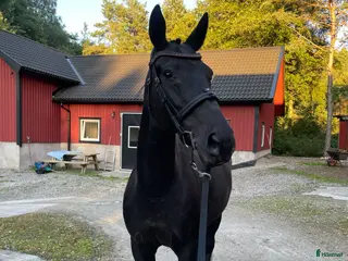 hästar Stallets favorit - Annons 3