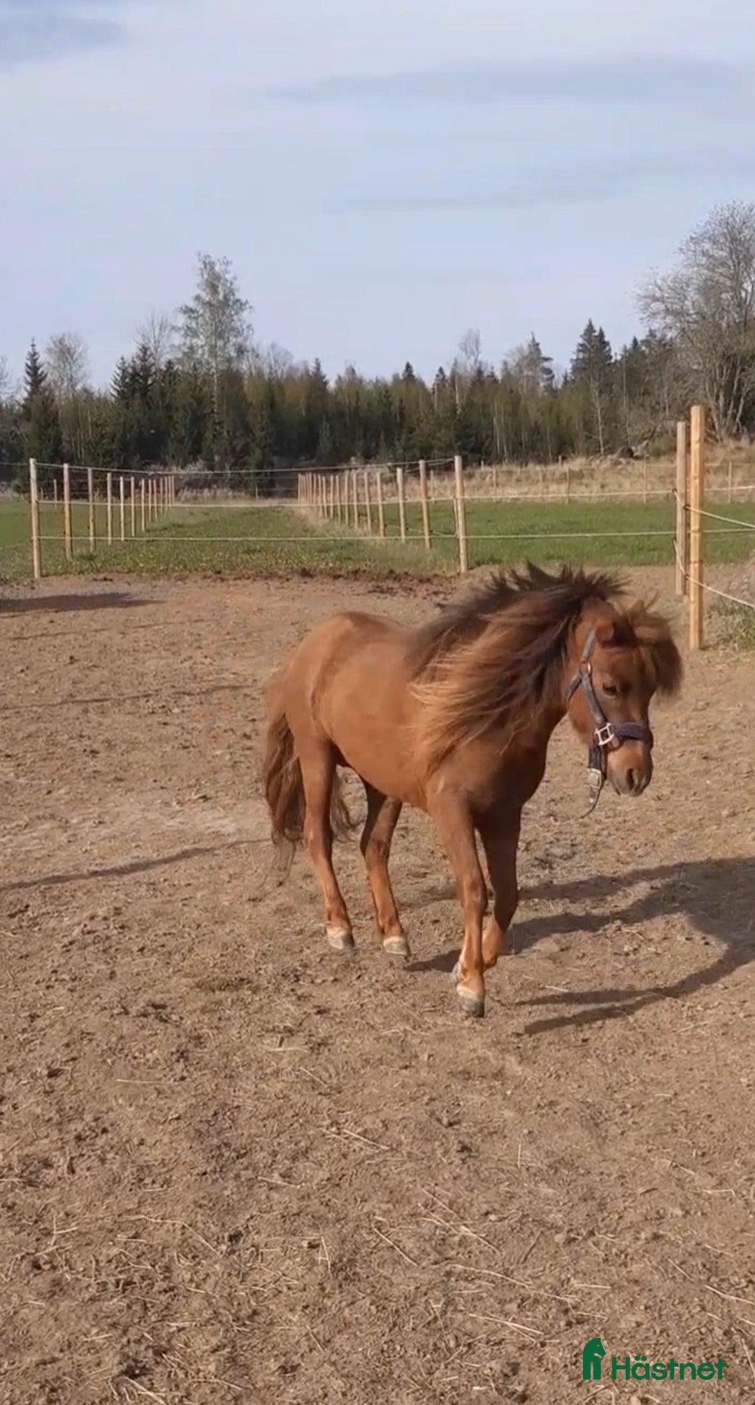 Övrigt hästar till salu: Vackert miniatyrhäst sto! i Örsundsbro - Annons 1