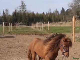 hästar Vackert miniatyrhäst sto! i Örsundsbro - Annons 4