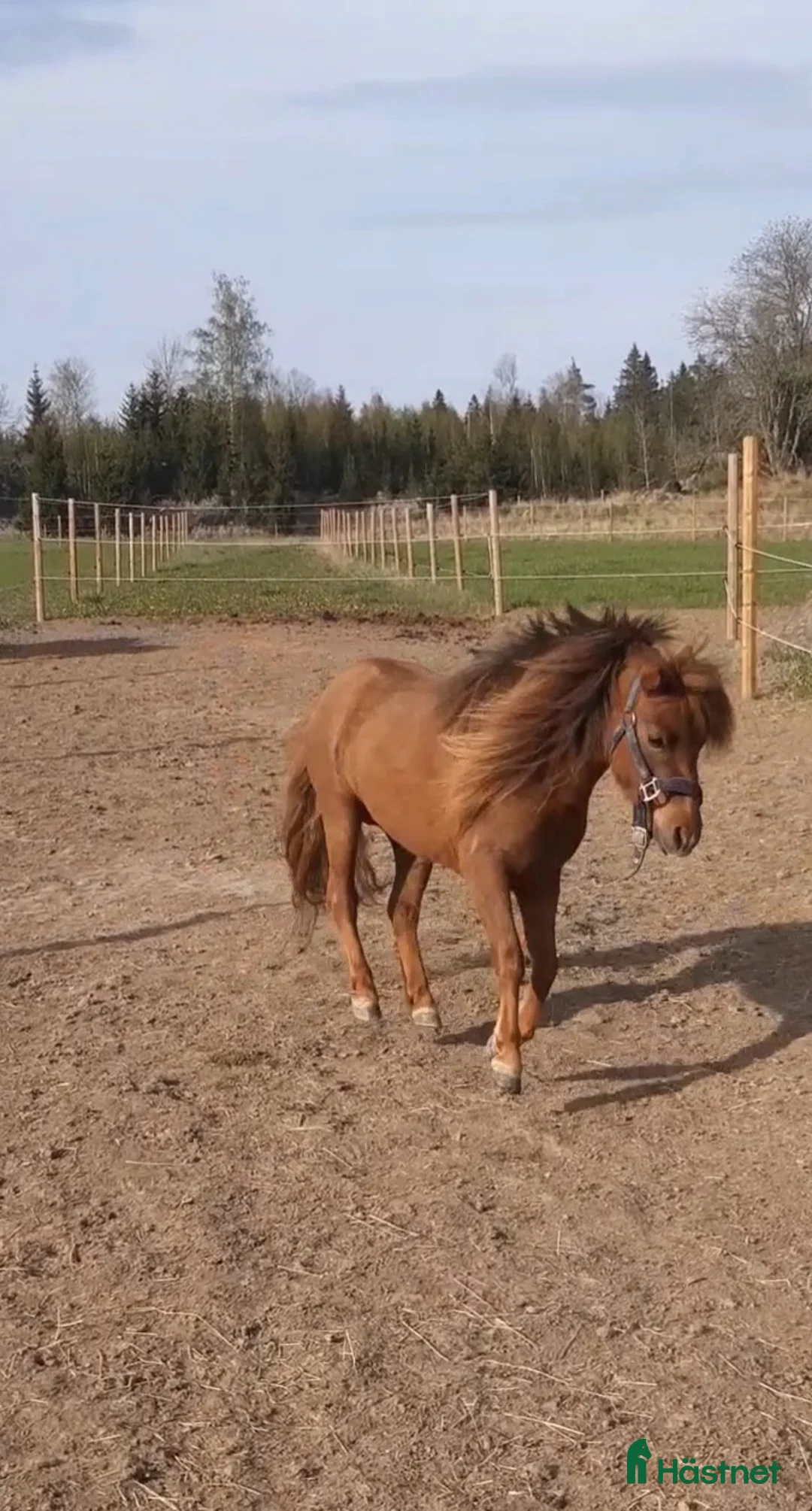 Övrigt hästar till salu: Vackert miniatyrhäst sto! i Örsundsbro - Annons 1