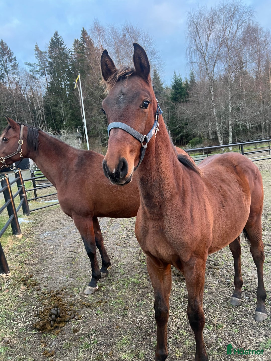 Hoppning hästar till salu: Hingstföl med meriterat möderne  i Forserum - Annons 1