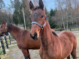 hästar Hingstföl med meriterat möderne i Forserum - Annons 16