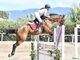 hästjobb Racing yard, yard duties with experience jumping, i Stockholm - Annons 2