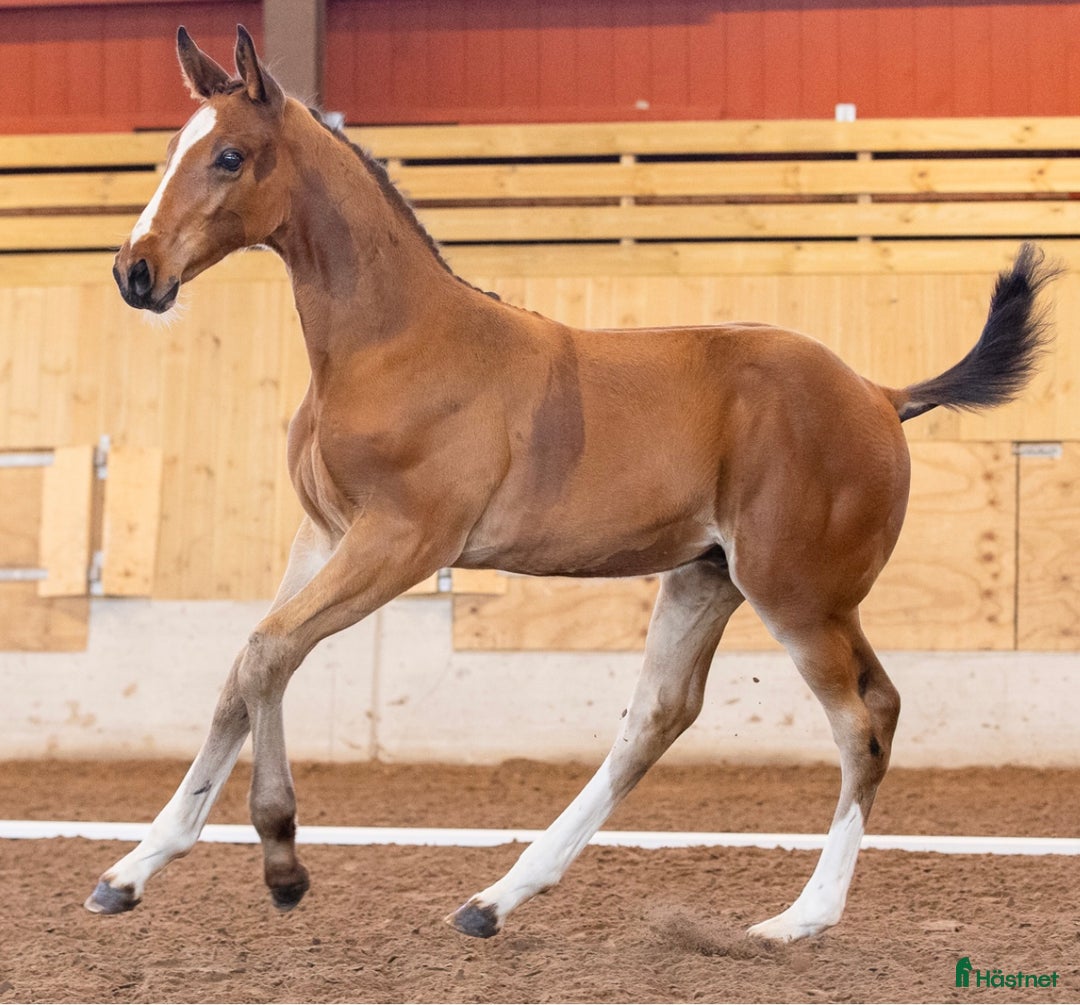 Hoppning hästar till salu: Hingstföl e: Diablue PS - Cornet Obolensky  i Rockneby - Annons 2